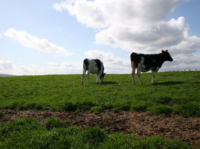 Las proteínas, vegetales o animales ¿qué prefieres?
