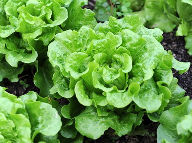 La lechuga puede provocar retención de líquidos