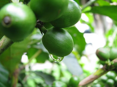 El café verde para ayudarte a bajar de peso