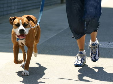 4 ejercicios para hacer mientras sacas al perro