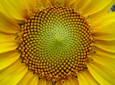 La leche y las pipas de girasol: dos alimentos con una característica en común
