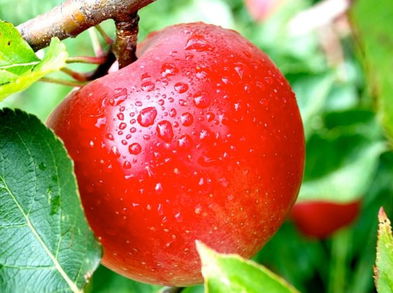 3 alimentos quemagrasas que deberías consumir si quieres bajar de peso