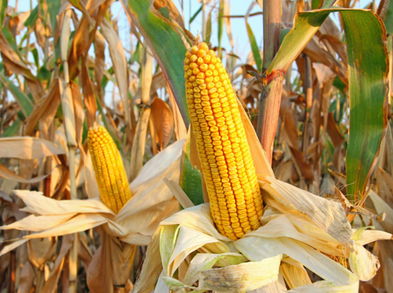 Beneficios del consumo de maíz