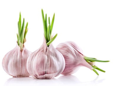 No tires más los ajos germinados ¡Descubre sus propiedades y beneficios!