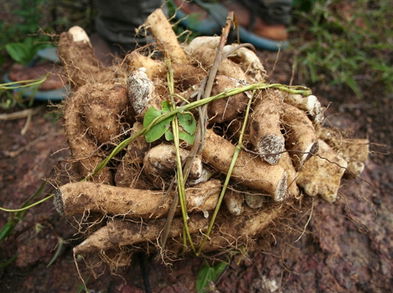 Propiedades medicinales del ñame silvestre
