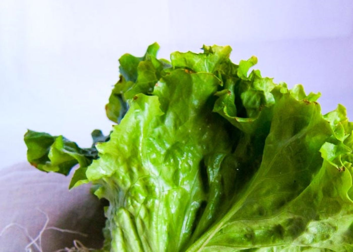 Lechuga