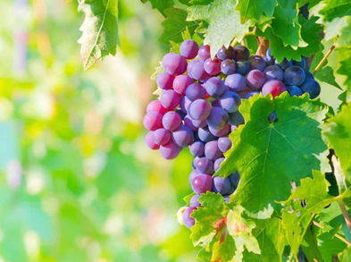 Beneficios de las uvas moradas para la salud