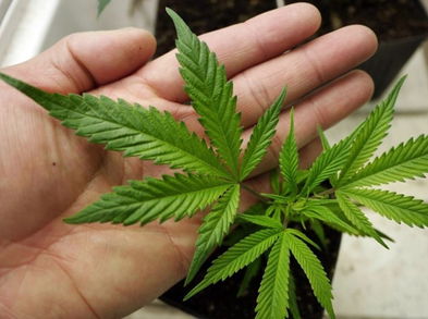 Cómo influye la marihuana en los corredores