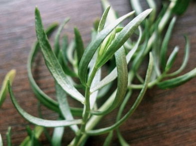 ¿Por qué es bueno consumir estragón?