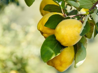 Bondades del membrillo que quizás no conocías