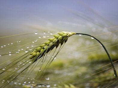 El trigo puede ser más peligroso para la salud de lo que crees