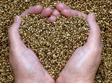 Por qué el cáñamo es importante para la dieta de los corredores