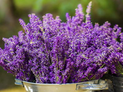 7 plantas medicinales que deberías cultivar en tu casa