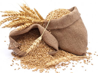 Conoce aquí cuales son las propiedades nutritivas y medicinales del trigo