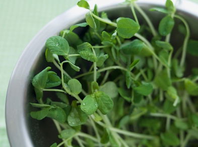 Conoce los maravillosos beneficios de la alfalfa