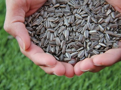 La importancia de incorporar semillas de girasol en tu alimentación