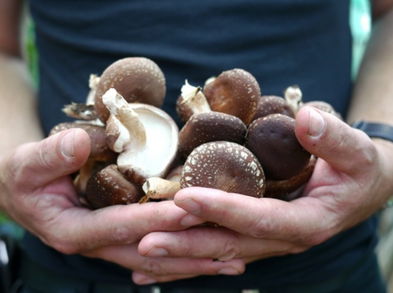 Hongo shiitake, fortalecedor del sistema inmune