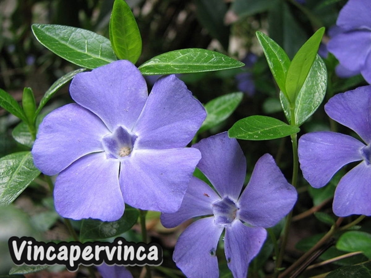 Vincapervinca