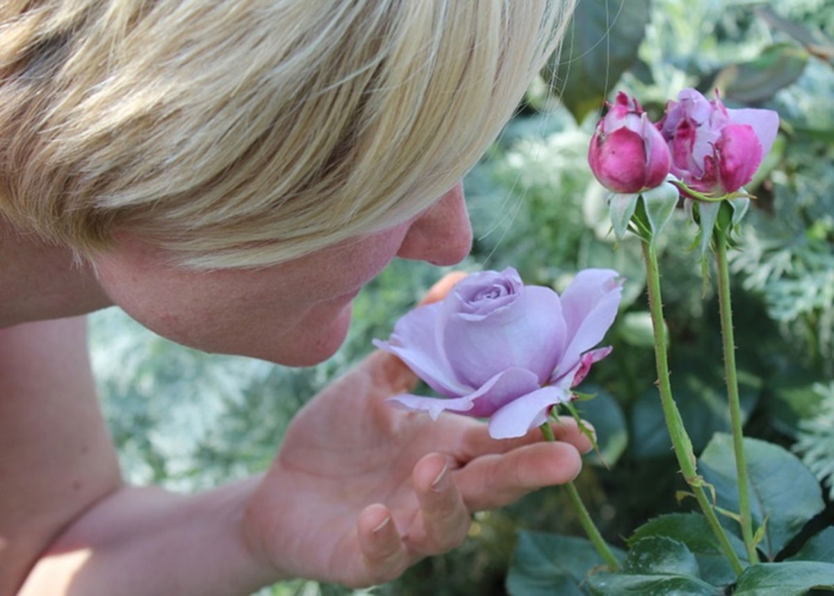Mujer oliendo rosa