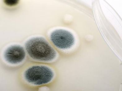 ¿Qué alimentos con moho hay que desechar y cuáles se pueden comer?