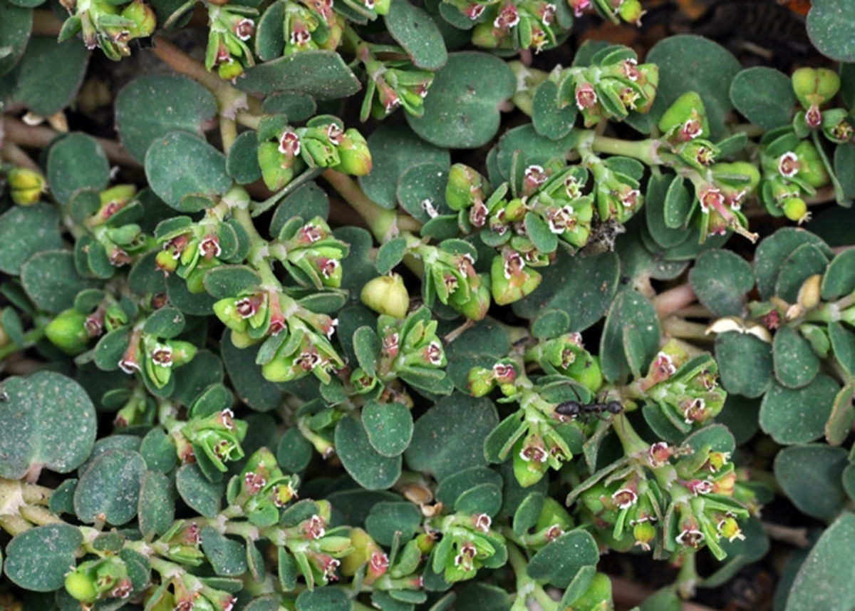 Euphorbia serpens