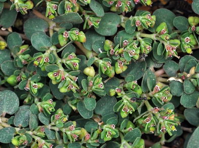 Propiedades de la yerba meona que debes conocer