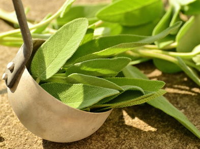 Beneficios de la salvia que debes conocer