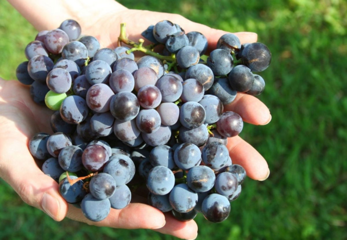 Uvas