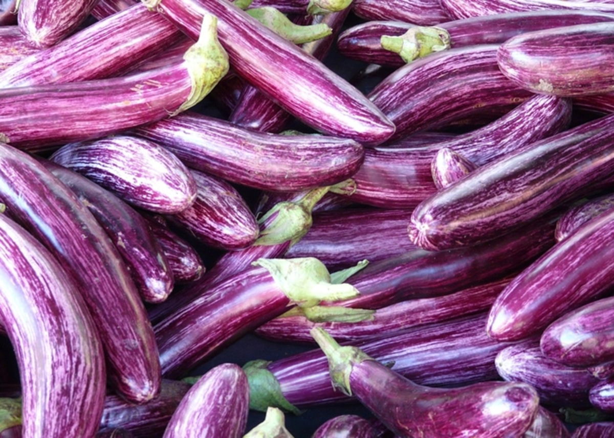 Berenjenas estriadas