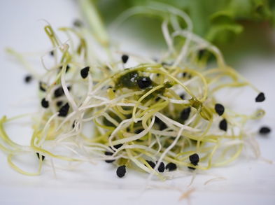 Cuáles son los alimentos germinados y cómo incorporarlos a tu dieta