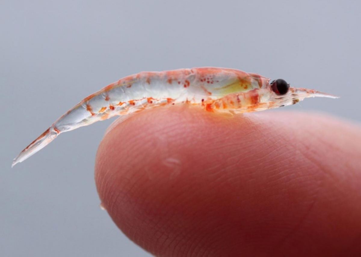 Crustáceo Krill