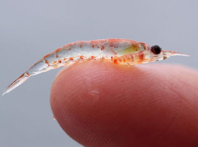 Razones de peso para consumir aceite de krill