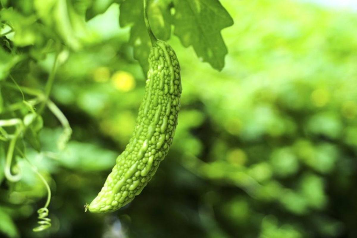 Los beneficios del melón amargo para la salud