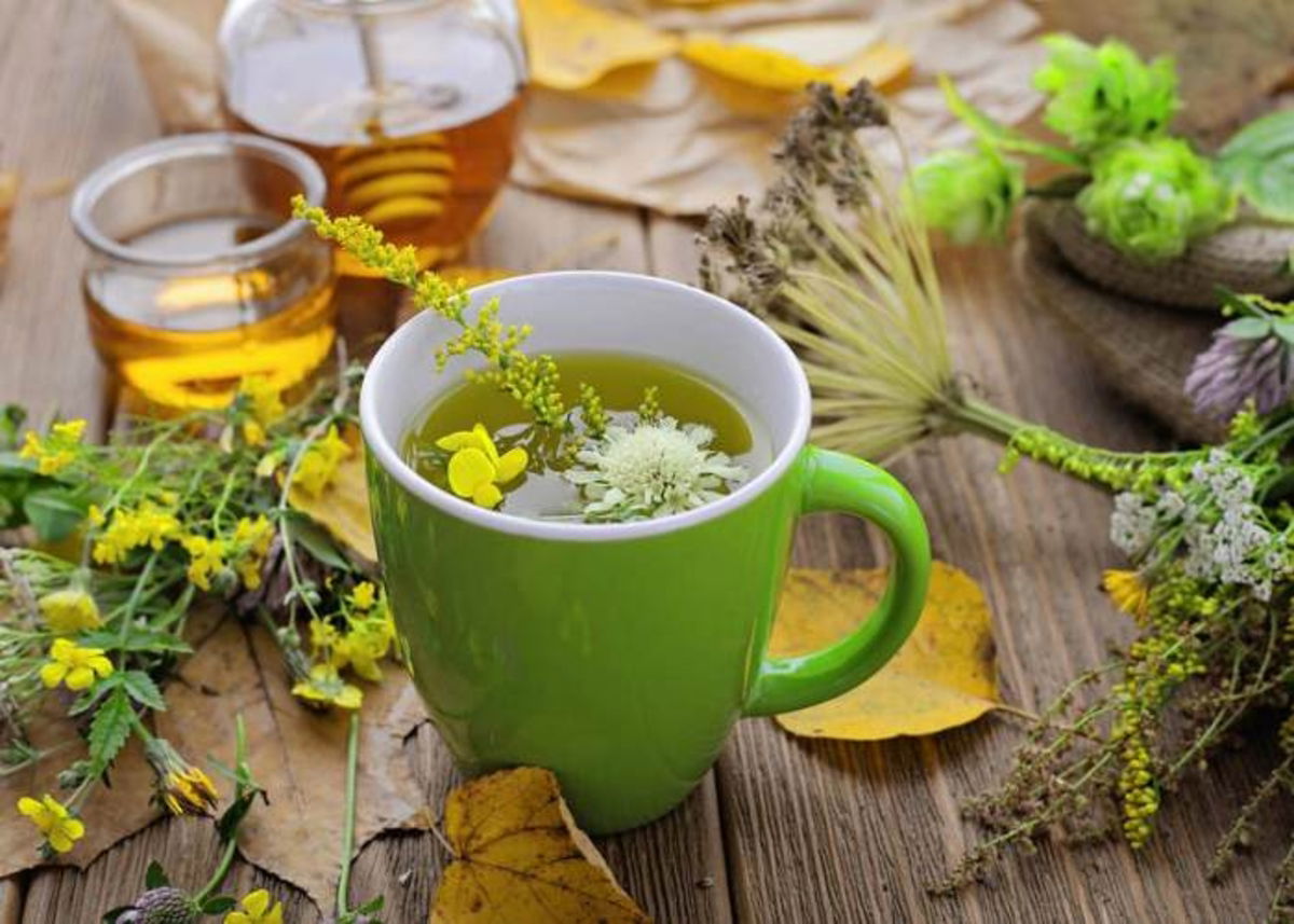 Plantas y decocciones