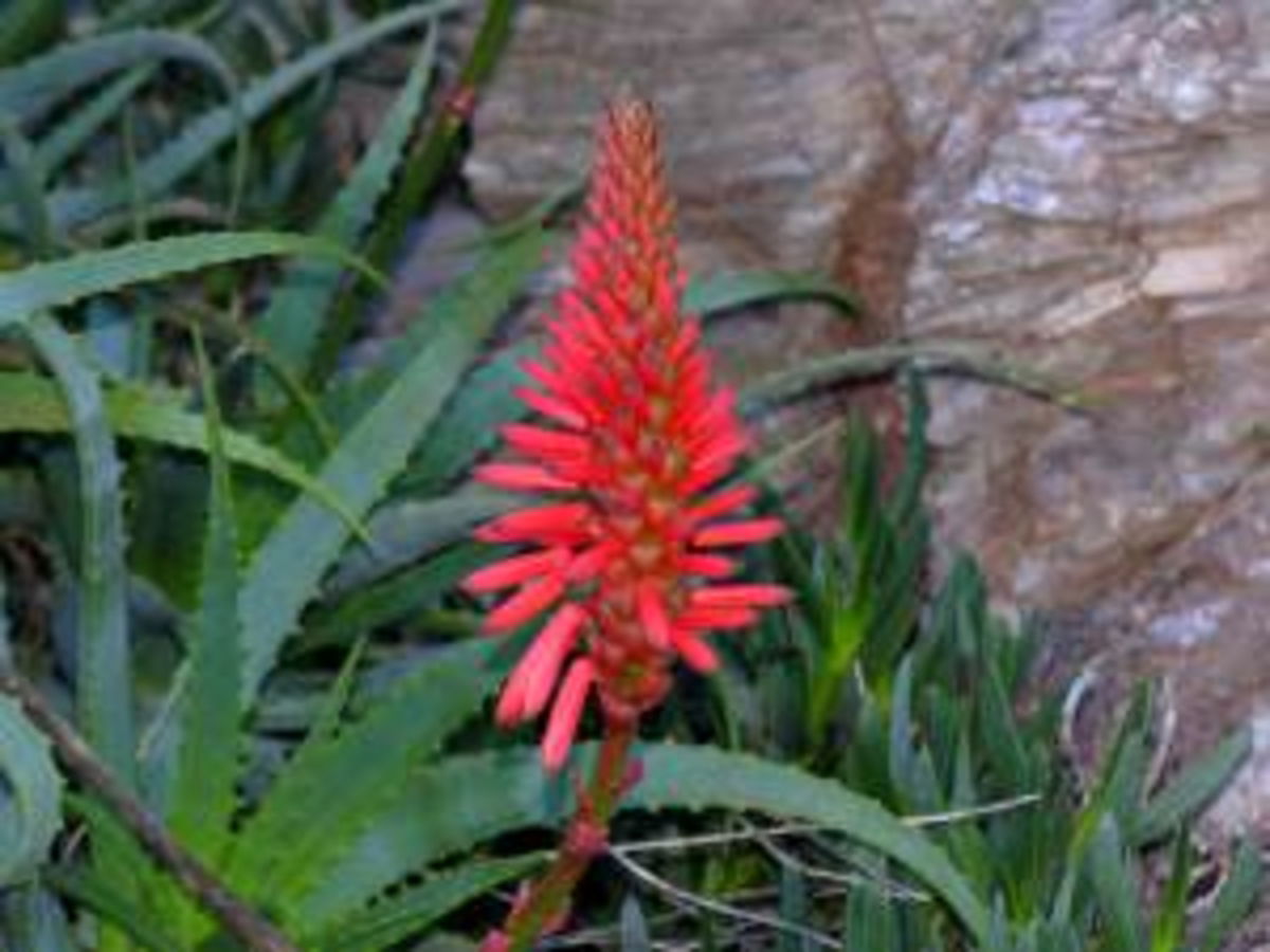 Aloe arborescente