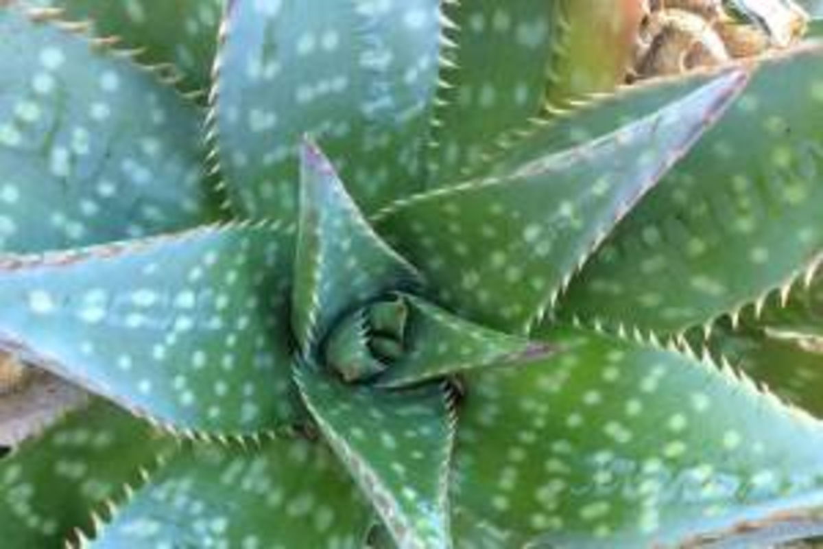 Aloe maculata