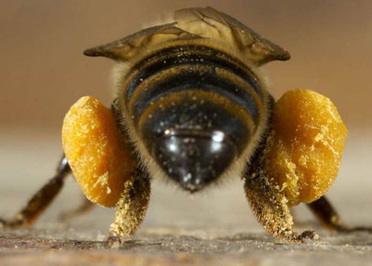 Abejas con polen
