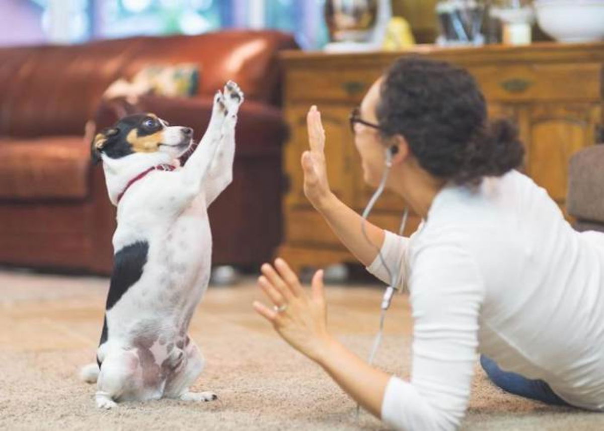 Mujer chocando pata mano con mascotas