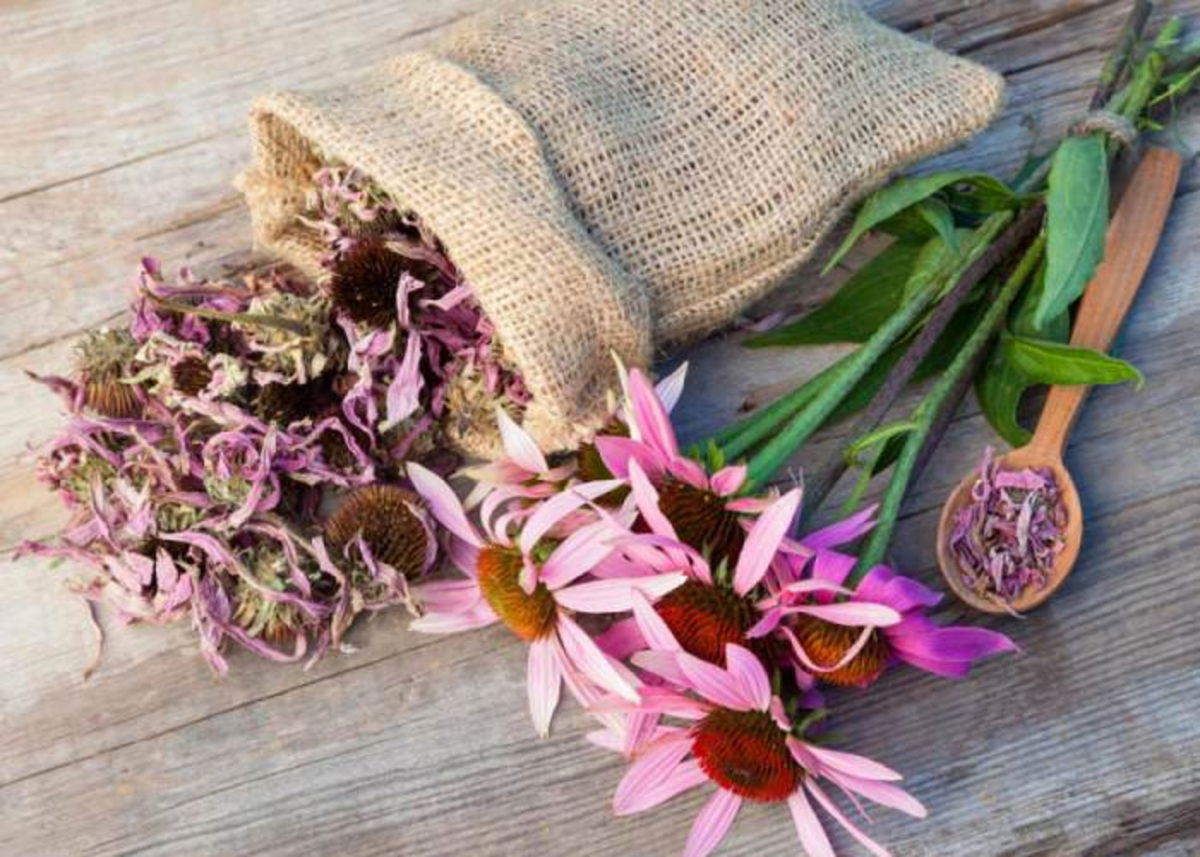 Planta equinácea