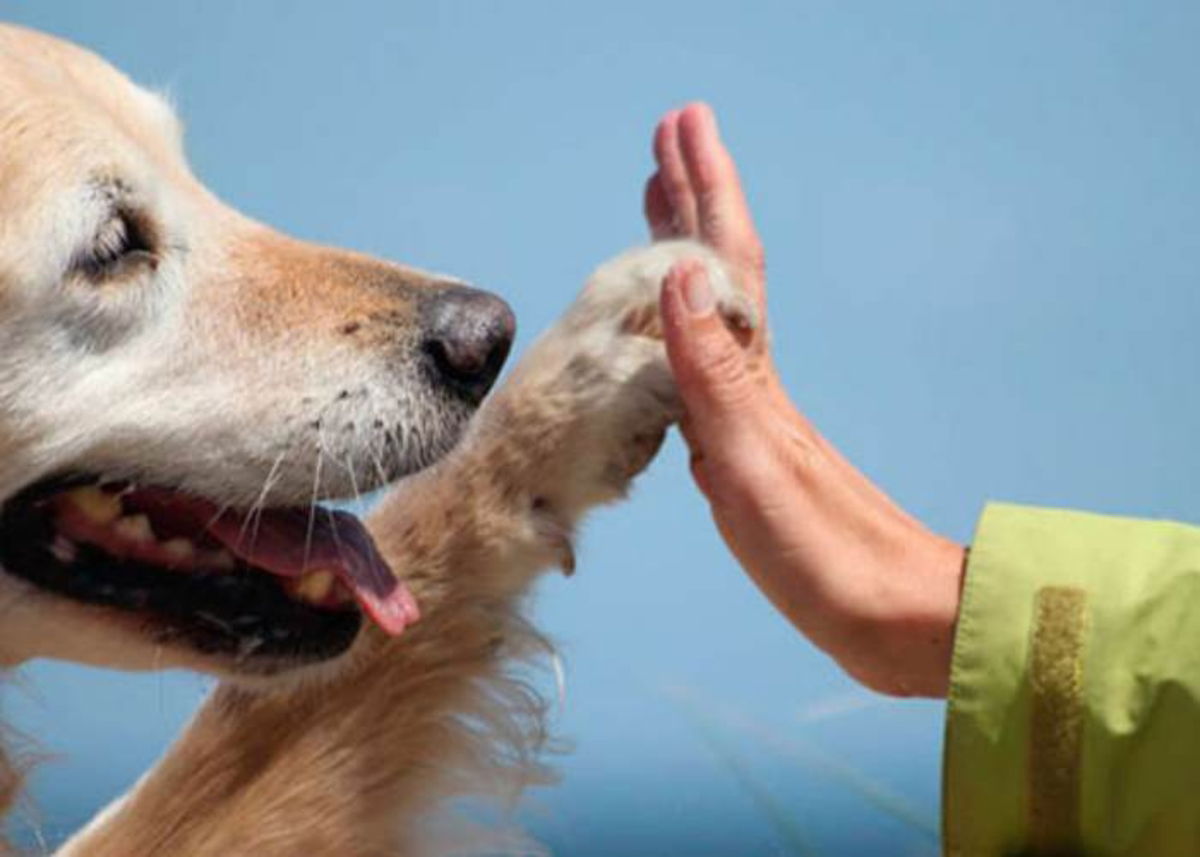 Perro y persona