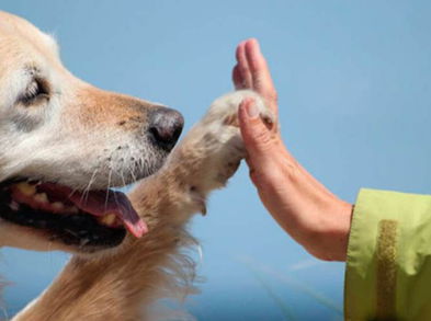 Beneficios de las terapias con perros para la salud