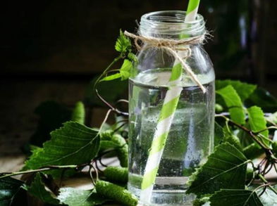 Agua de abedul, una bebida para adelgazar