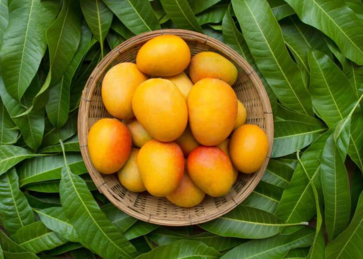 Mangos sobre sus hojas