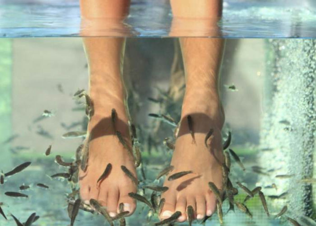 Pies con peces en tina