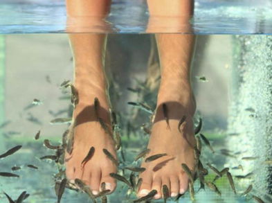 Pedicura con peces o ictioterapia ¿resulta peligrosa?