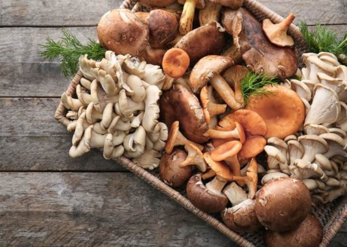 Tabla con varios hongos