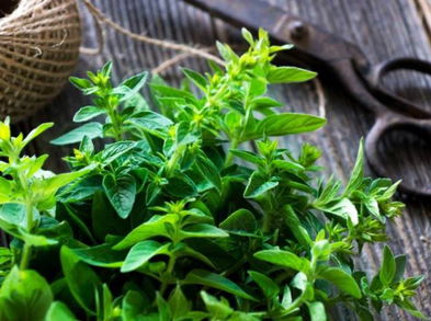 Beneficios de la mejorana para la salud