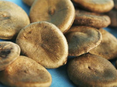 Qué es y cuáles son los beneficios de la nuez vómica