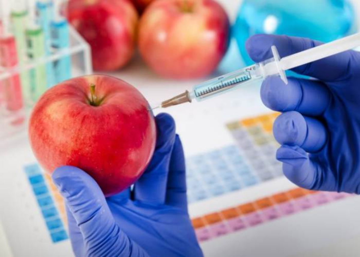 Alimentos-transgnicos
