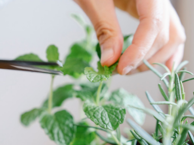 Plantas benéficas para adultos mayores ¡Toma nota!